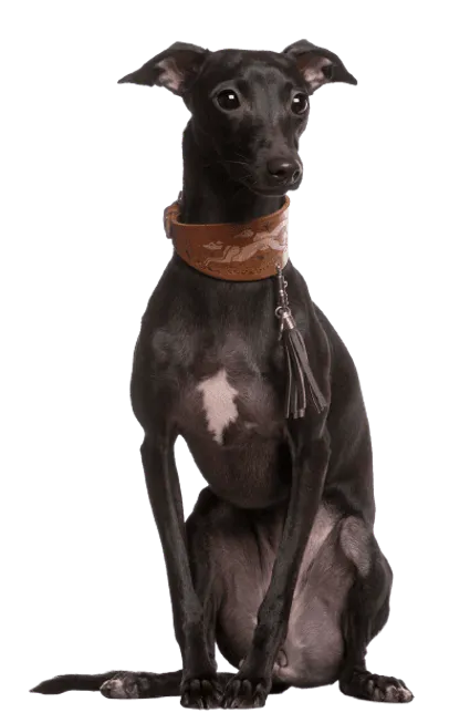 Galgo Español (5)