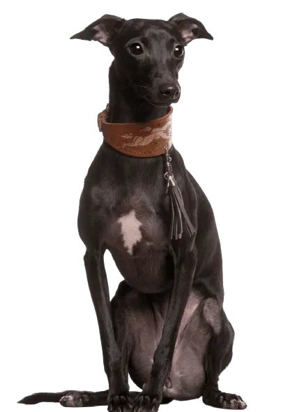 Galgo Español (5)