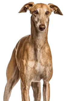 Galgo Español