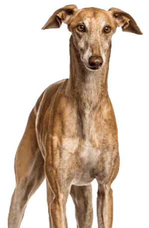 Galgo Español