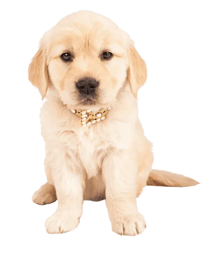 Golden Retriever Puppy