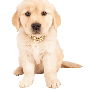 Golden Retriever Puppy
