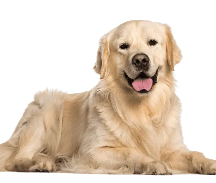 Golden Retriever 2