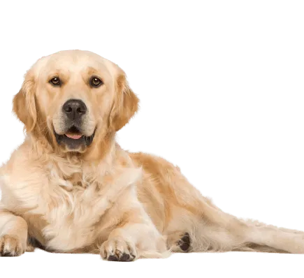 Golden Retriever 3