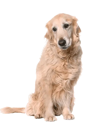 Golden Retriever Adult