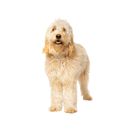 Goldendoodle (4)