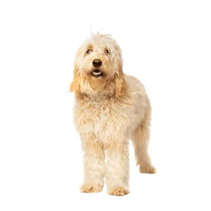 Goldendoodle (4)