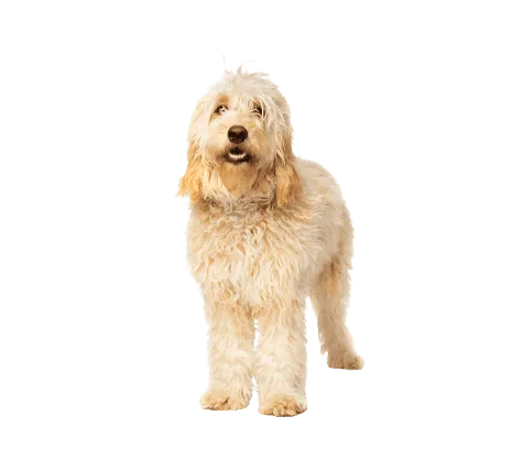 Goldendoodle (4)