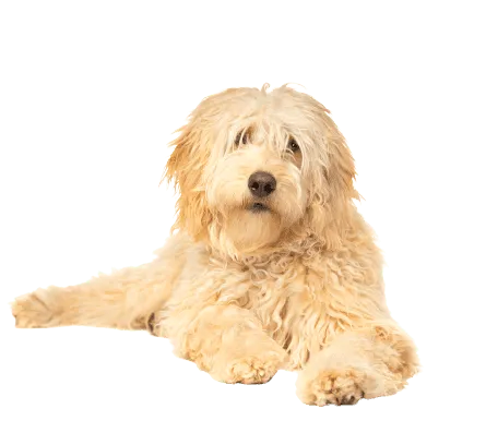 Goldendoodle (3)