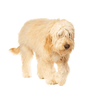 Goldendoodle (2)