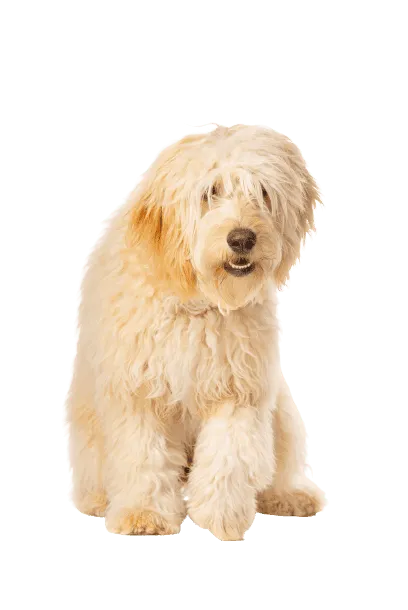 Goldendoodle (5)