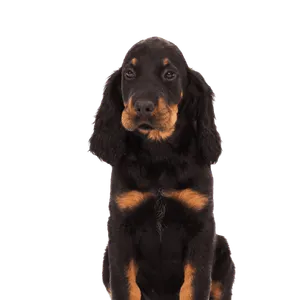 Gordon Setter (5)