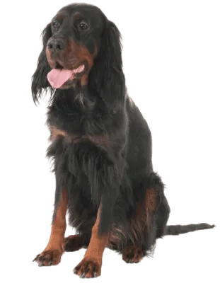 Gordon Setter