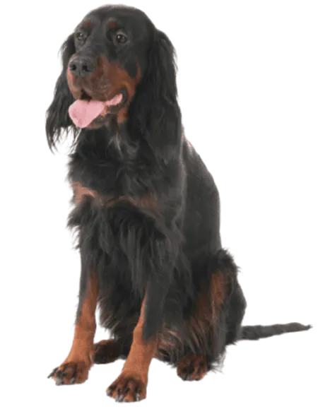 Gordon Setter