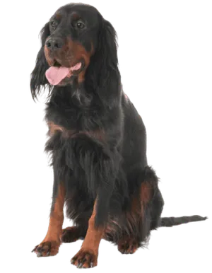 Gordon Setter im Feld