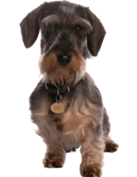 Grand Basset Griffon Vendéen