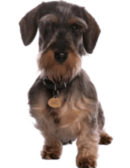 Grand Basset Griffon Vendéen
