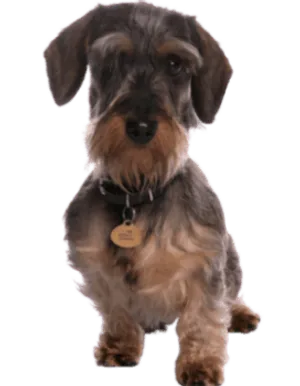 Grand Basset Griffon Vendéen