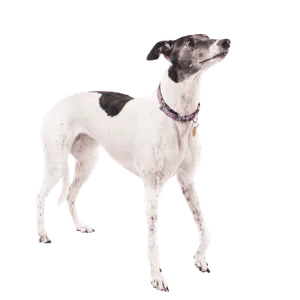 Greyhound