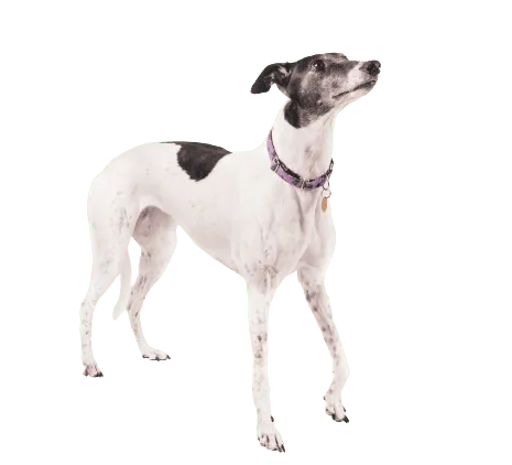 Greyhound