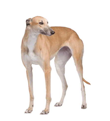 Greyhound (5)
