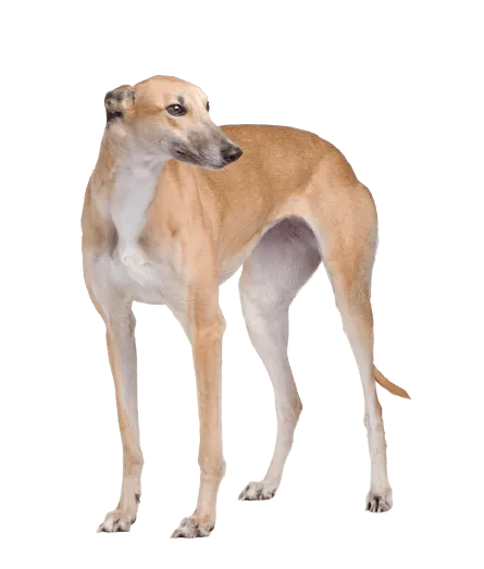 Greyhound (5)
