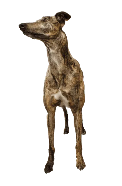 Greyhound (6)