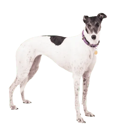 Greyhound (4)