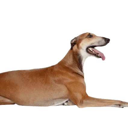 Greyhound