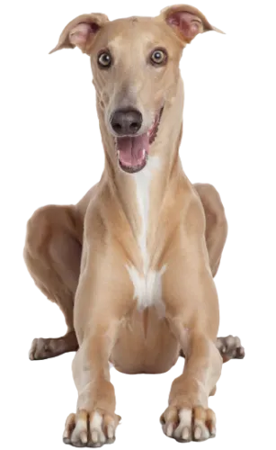 Greyhound