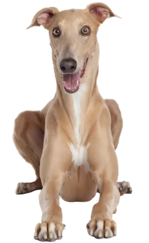 Greyhound