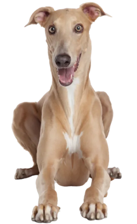 Greyhound