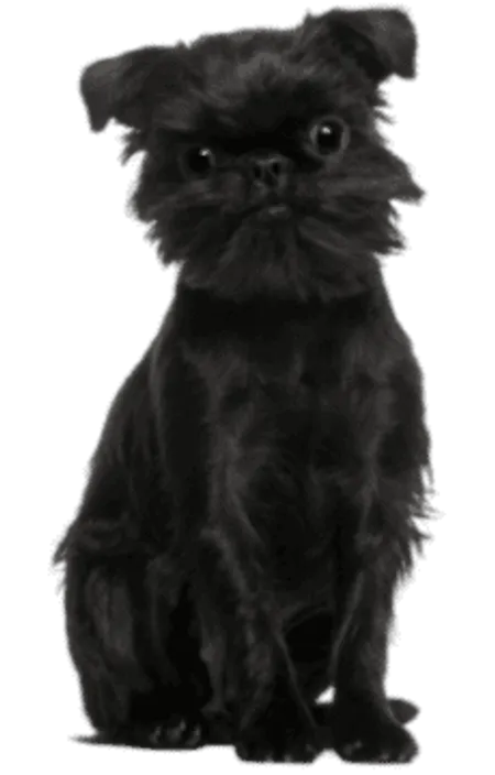 Griffon Belge