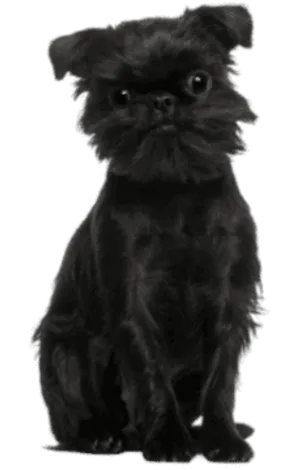 Griffon Belge