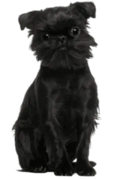 Griffon Belge