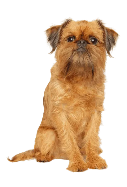 Griffon Bruxellois (2)