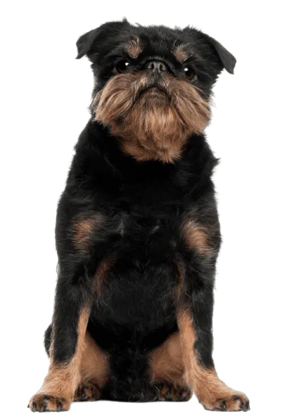 Griffon Bruxellois (4)
