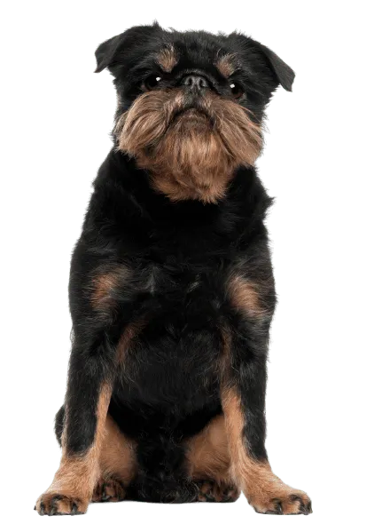 Griffon Bruxellois (4)
