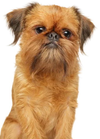 Griffon Bruxellois