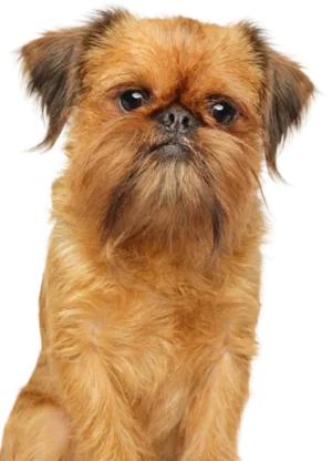 Griffon Bruxellois