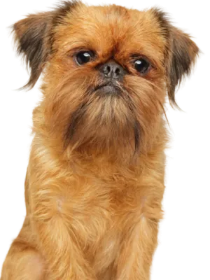 Griffon Bruxellois
