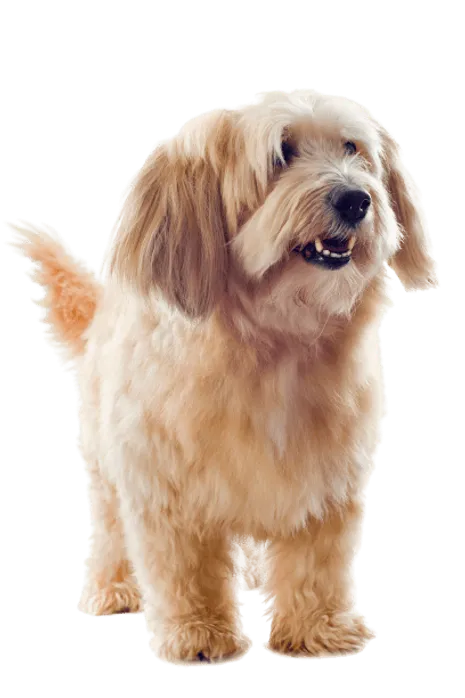 Griffon Fauve de Bretagne (3)