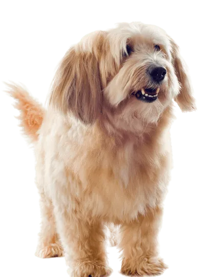Griffon Fauve de Bretagne (3)
