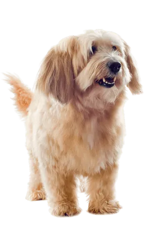 Griffon Fauve de Bretagne (3)