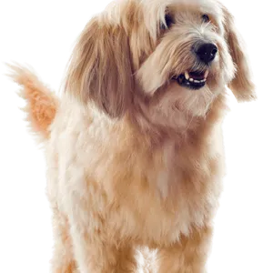 Griffon Fauve de Bretagne (3)