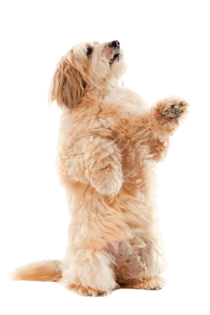 Griffon Fauve de Bretagne (2)