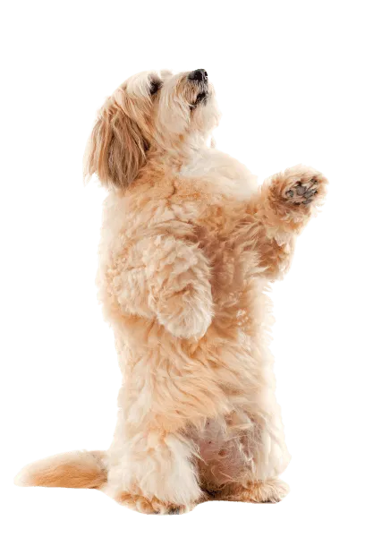 Griffon Fauve de Bretagne (2)