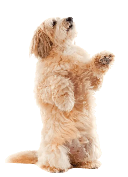 Griffon Fauve de Bretagne (2)