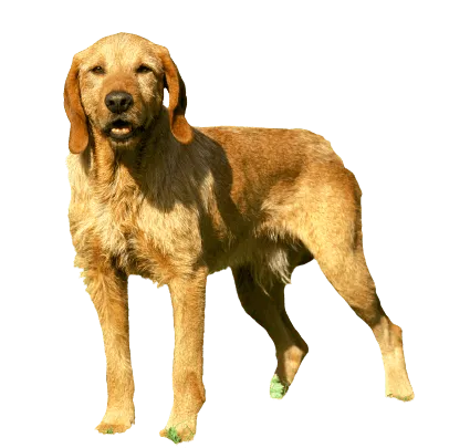 Griffon Fauve de Bretagne (4)