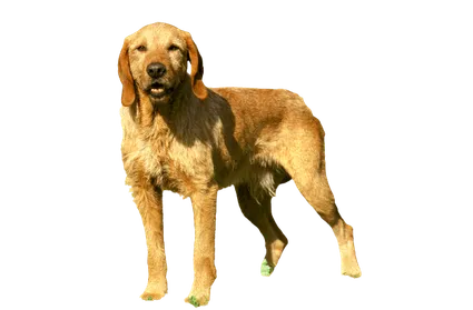 Griffon Fauve de Bretagne (4)